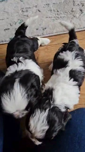 cavalier king charles cros shih tzu in Kingston upon Hull