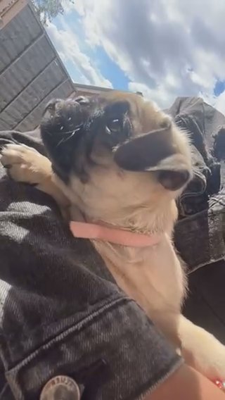 pug puppies in Birmingham