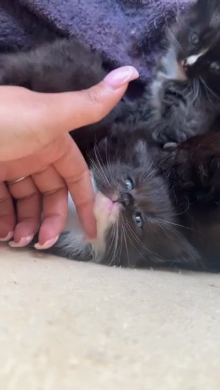 5 Amazing Kittens in London