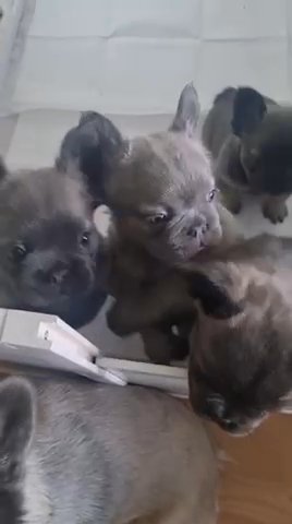 Fluffy French Bulldogs in Glasgow