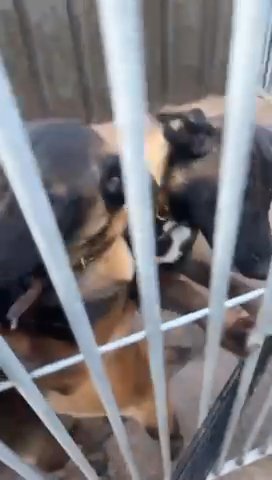 Belgian Malinios Puppies in West Lancashire