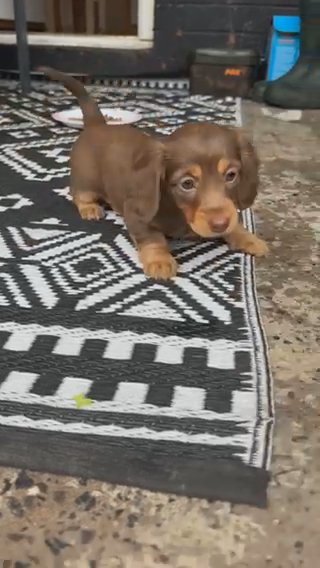 Quality Long Haired Dachshund in Cardiff