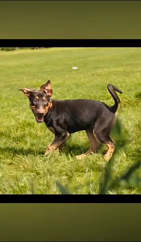 SHEPERMANN PUPPIES in London