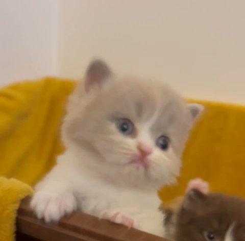Amazing Chunky Kittens in Wakefield