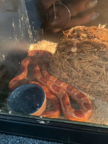 Corn Snake With Viv in Birmingham