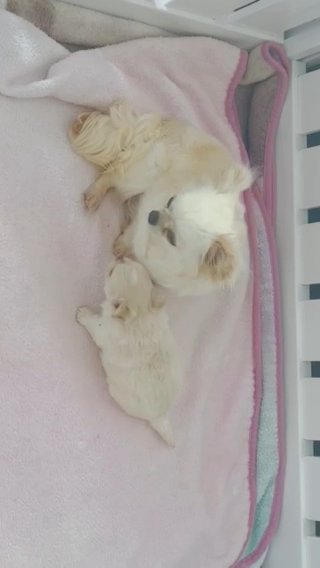 Cream Long Coat Chihuahua in Kent