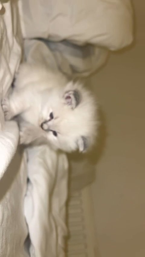 ragdolls for sale in Liverpool