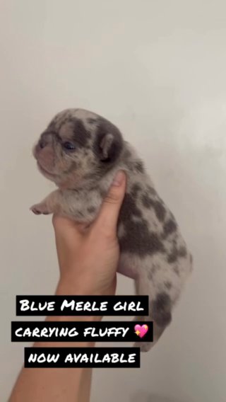 Blue Merle Girl Frenchie in Leicester