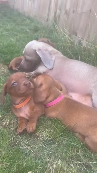 Chocolate Based Red Miniature Smooth Haired Dachshunds in Oxford