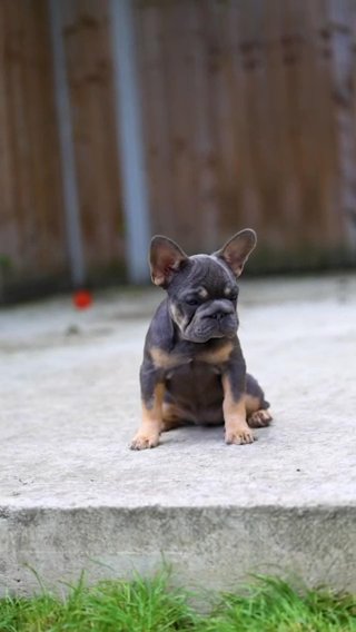 Female French Bulldog in London