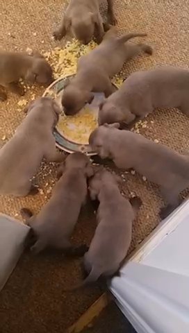 Blue Staffordshire Bull Terriers in Sheffield