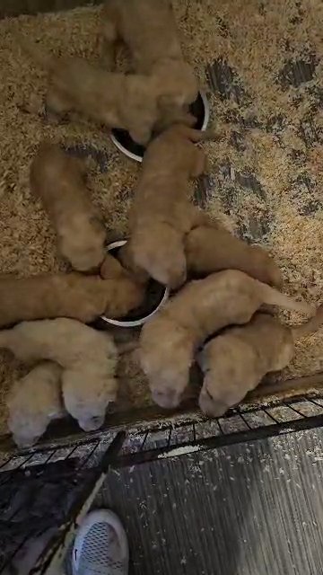 labradoodle pups in Derby