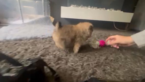 Tiny Teddybear Pomeranian ?  KC Registered in Manchester