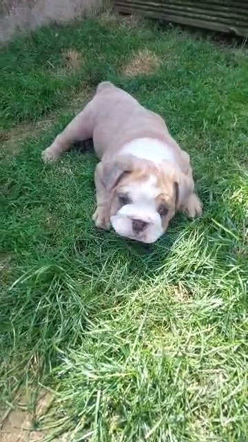 merle English bulldog in Rugby
