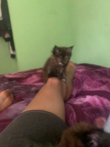 2 Tabby Female Girls Xl Maien Coons in Gloucester