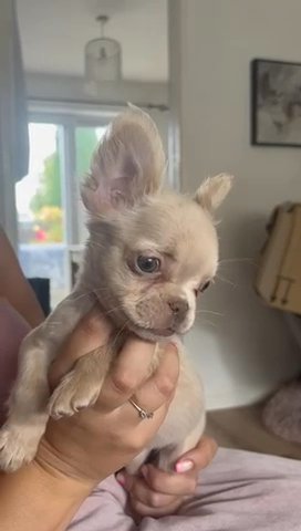 Female Fluffy French Bulldog Puppy in Bolton