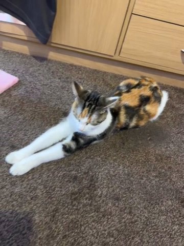 MALE AND FEMALE 9 MONTH OLD CATS FOR REHOMING!!!! in Birmingham