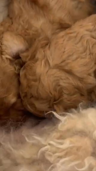 Toy Poodles For Sale in Birmingham