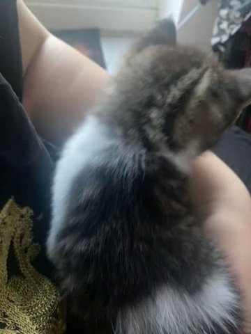 Male 1 Month Old Kitten in London