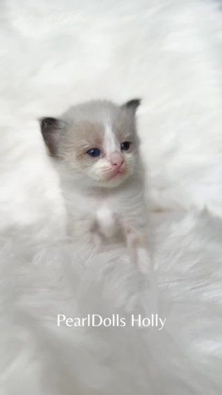 Stunning GCCF Ragdoll Kittens ⭐️ PearlDolls in Lincoln