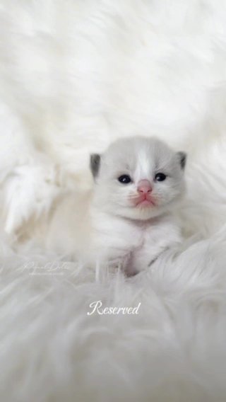 GCCF? Seal tabby bicolour Ragdoll kittens in Lincoln