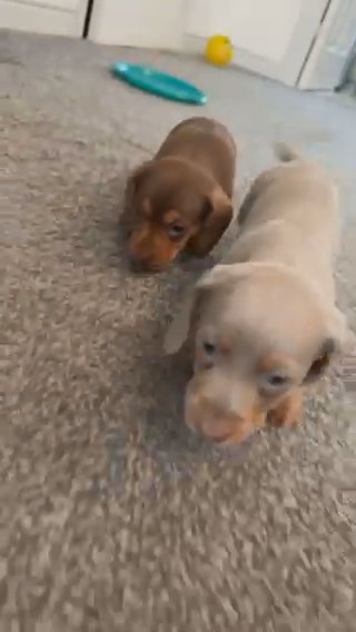 Miniature Dachshunds in Doncaster