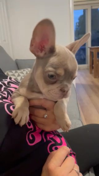 French Bulldog Puppy in Bolton