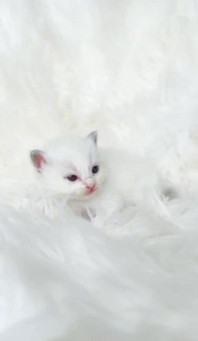 (RESERVED) PearlDolls Malibu • lilac tabby bicolour girl in Lincoln