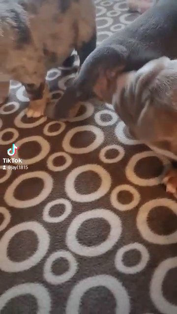 olde English bulldogge in Preston