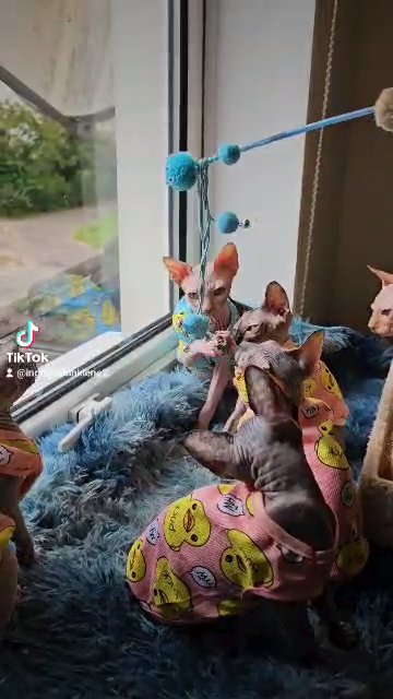Canadian Sphynx Pedigree in Peterborough