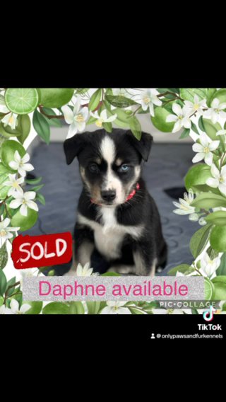 Husky X Labrador READY NOW 4 Girls Left in Colchester