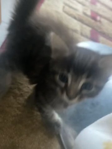 1 Month Old Kitten Male in London