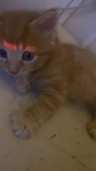 1 Month Old Male Kitten in London