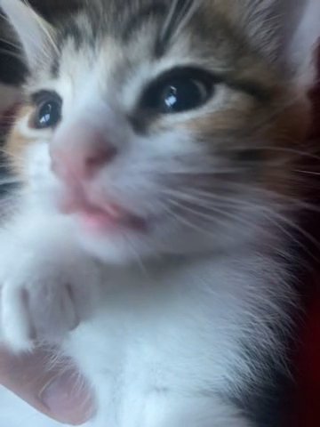 1 Month Old Kitten in London