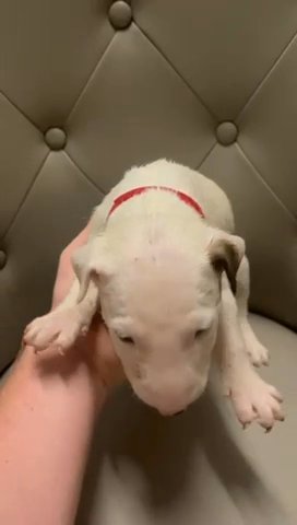 English bull terriers in Liverpool