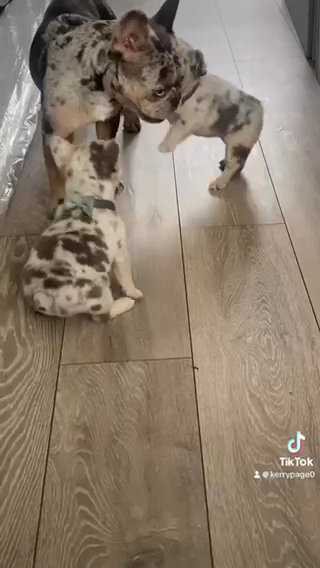 Quality Merle Visual Fluffy French Bulldog Pups 1 Female  Left in Rotherham