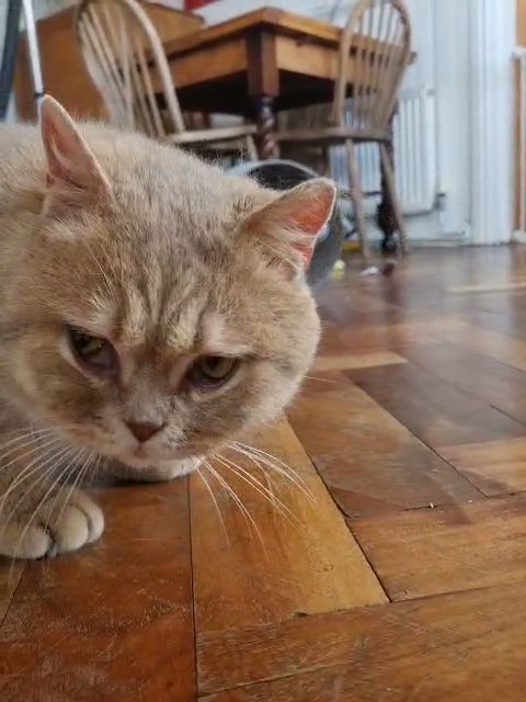 Golden Lilac Tabby Stud in Gwynedd