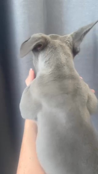 Licac & Tan frenchbulldog Male in London