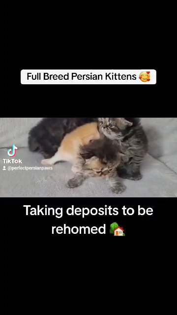 PERSIAN KITTENS FOR SALE GIRLS / BOYS - GREY, GINGER AND GOLDEN in Manchester