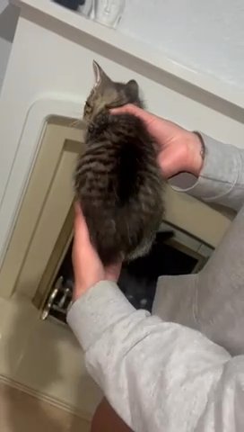 Female 8week Kitten in West Lancashire