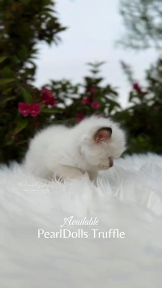 CHOCOLATE MITTED • GCCF • Ragdoll Show Active/Breed Class Male in Lincoln