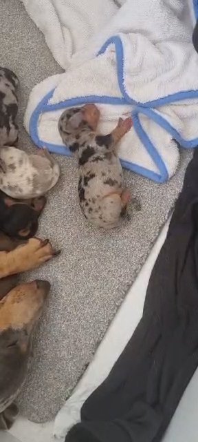 Little Sausages in Bolton