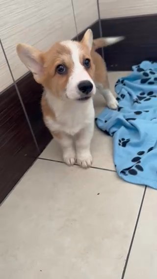 Welsh Corgi Pembroke Boy in Peterborough