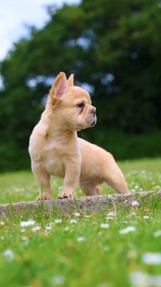Male French Bulldog in London