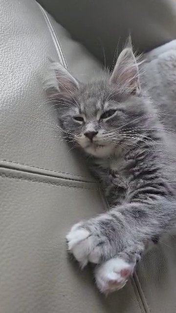 outstanding Mainecoon kittens Available in Kent