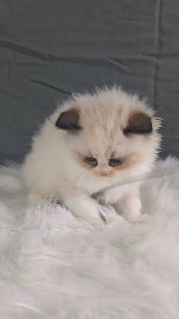 Best Ragdolls bi colour EU line in Wakefield