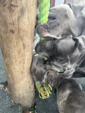 Four Cane Corso Puppies in Newark and Sherwood