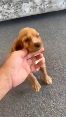 Cocker Spaniel Puppies in London