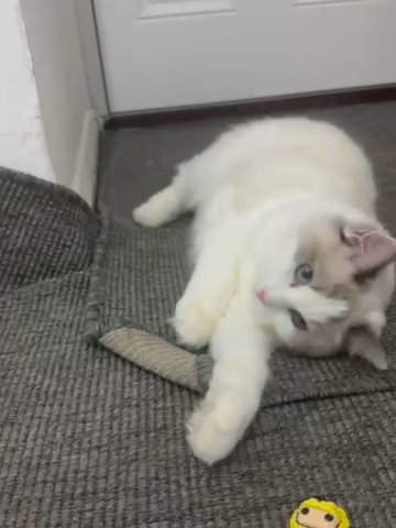 Kitten in London