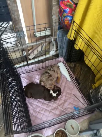 2 British Bulldogs For Sale 1 Boy/ Girl in London
